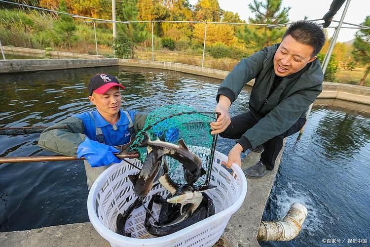 鳳臺淮王魚和龍魚有什么區別？