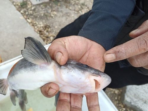 鳳臺淮王魚和龍魚有什么區別？