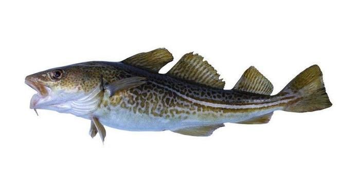 鳳臺淮王魚和龍魚有什么區別？