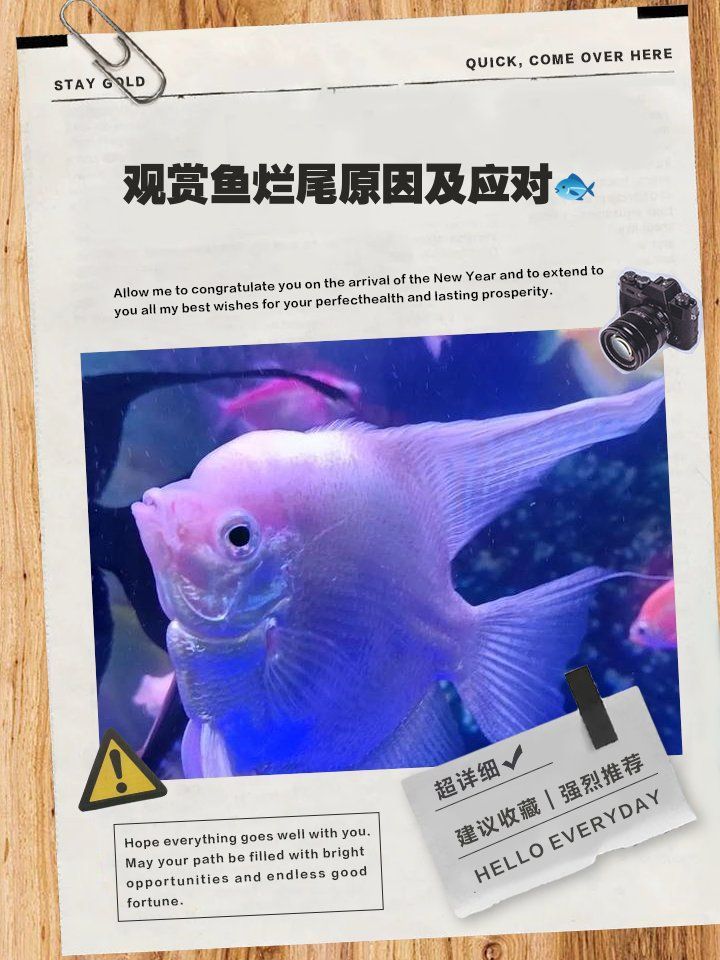 如何判斷魚爛尾病是否好轉