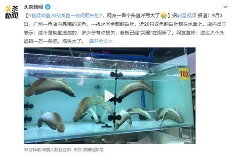 如何判斷龍魚是否缺氧或氨氮過高？，如何判斷龍魚是否缺氧或氨氮過高是確保健康的關鍵步驟