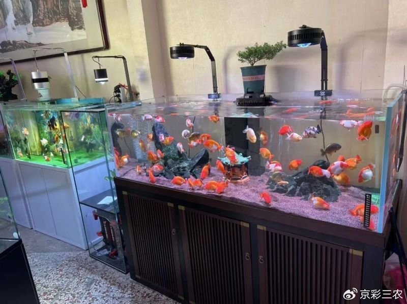 如何預防金魚受傷，如何科學預防金魚受傷