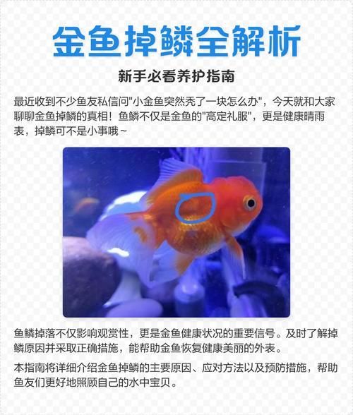 如何預防金魚受傷，如何科學預防金魚受傷