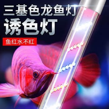 如何選擇適合龍魚的七彩變色燈？，如何選擇適合龍魚的七彩變色燈