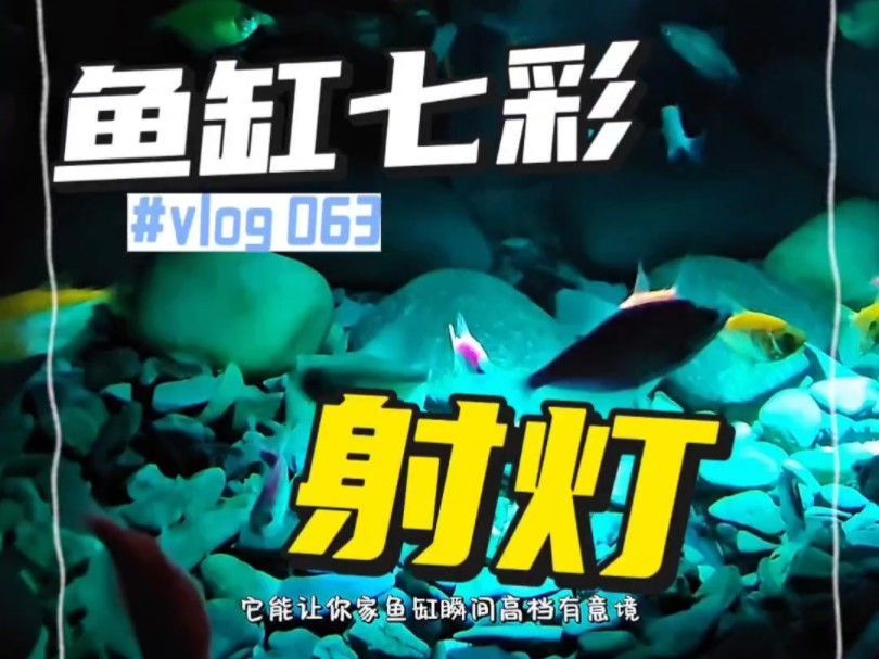 如何選擇適合龍魚的七彩變色燈？，如何選擇適合龍魚的七彩變色燈