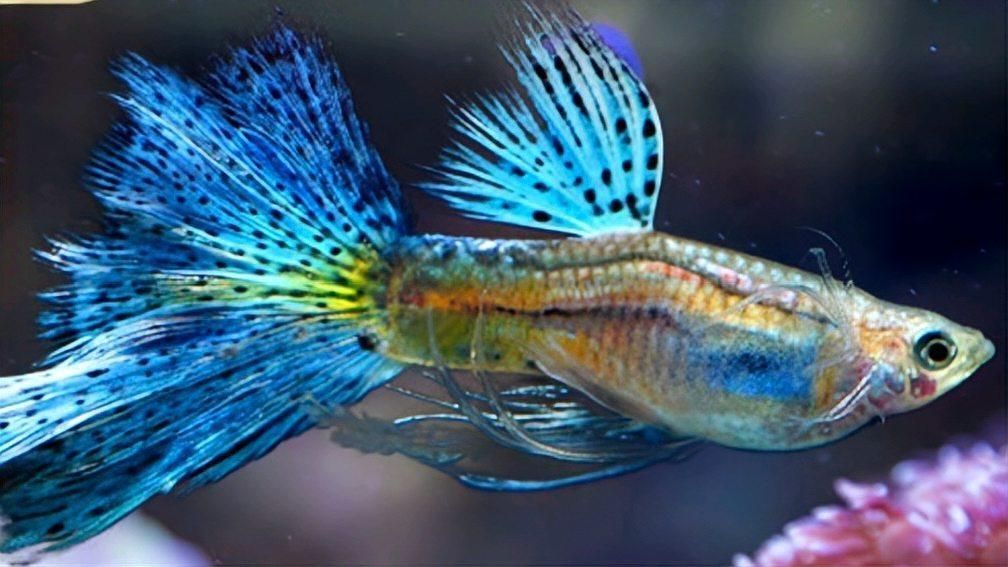 孔雀魚腹水病有哪些治療方法，如何預防孔雀魚腹水病，孔雀魚腹水病治愈率高嗎