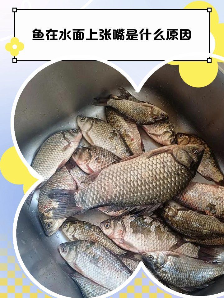 如何判斷龍魚嘴巴張著是否缺氧？，如何判斷龍魚嘴巴張著是否缺氧