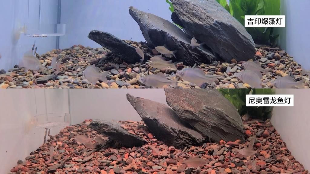 推薦幾款適合龍魚的小夜燈，龍魚小夜燈哪個牌子好