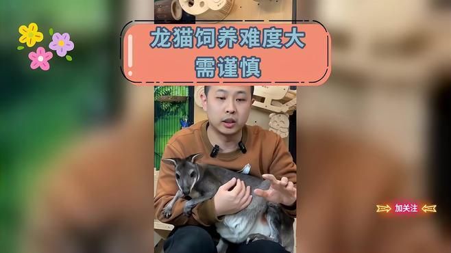 龍貓和荷蘭豬哪個(gè)更適合新手飼養(yǎng)，龍貓和荷蘭豬哪個(gè)更適合新手飼養(yǎng),
