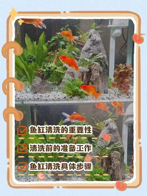 如何科學清洗魚缸,科學清洗魚缸 龍魚百科 第3張 如何科學清洗魚缸,科學清洗魚缸 如何科學清洗魚缸,科學清洗魚缸 龍魚百科 第3張