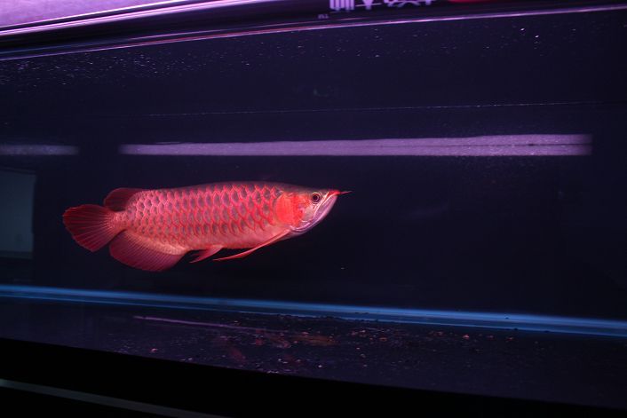 還有哪些高端龍魚品牌值得關注,高端龍魚品牌品牌 龍魚百科 第14張 還有哪些高端龍魚品牌值得關注,高端龍魚品牌品牌 還有哪些高端龍魚品牌值得關注,高端龍魚品牌品牌 龍魚百科 第14張