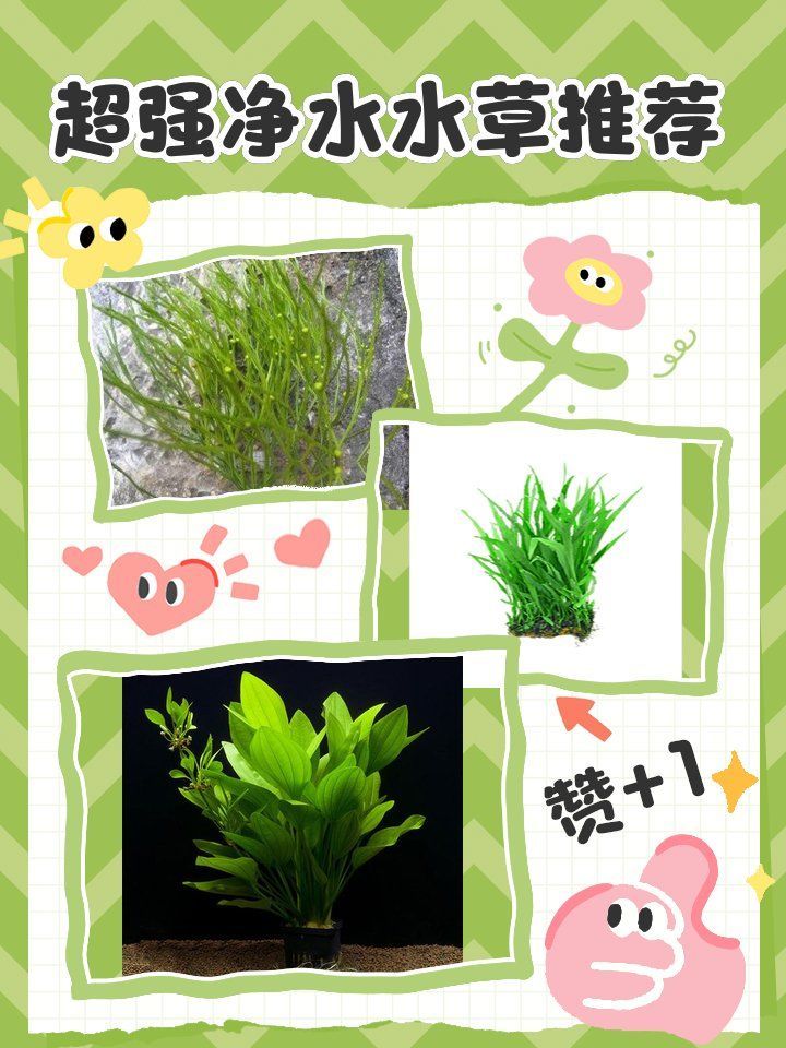 如何降低福泉龍魚的飼養成本，如何降低福泉龍魚的飼養成本遠超飼養成本遠超飼養成本