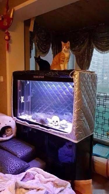 如何降低福泉龍魚的飼養成本，如何降低福泉龍魚的飼養成本遠超飼養成本遠超飼養成本