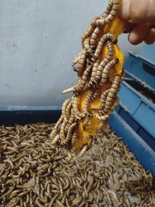 大麥蟲喂養金龍魚有哪些注意事項？，大麥蟲喂養金龍魚有哪些注意事項大麥蟲喂養金龍魚有哪些注意事項
