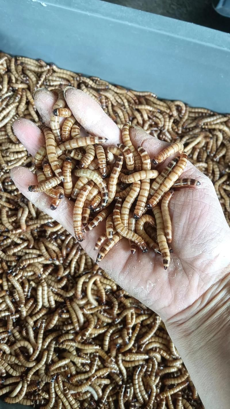 大麥蟲喂養金龍魚有哪些注意事項？，大麥蟲喂養金龍魚有哪些注意事項大麥蟲喂養金龍魚有哪些注意事項