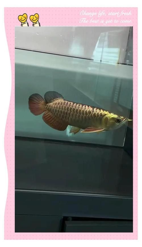 龍魚魚缸圖片大全，龍魚十大漁場排名中哪個漁場最值得關注