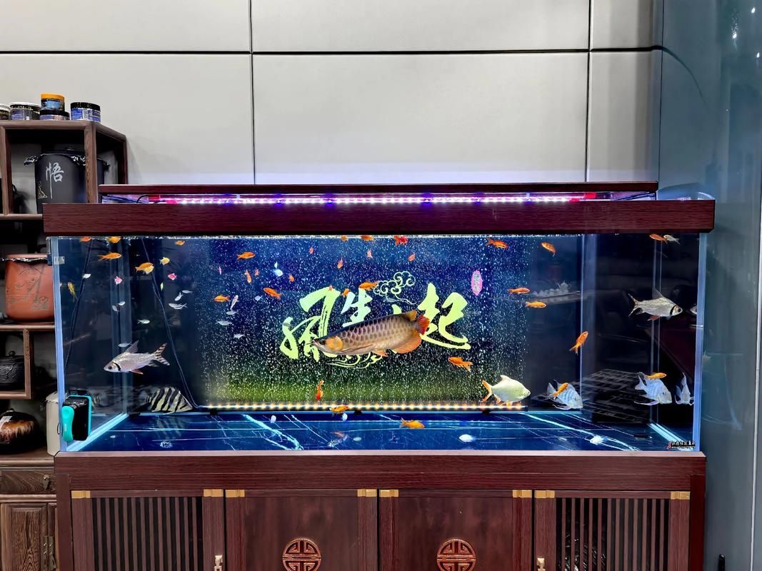 龍魚魚缸圖片大全，龍魚十大漁場排名中哪個漁場最值得關注