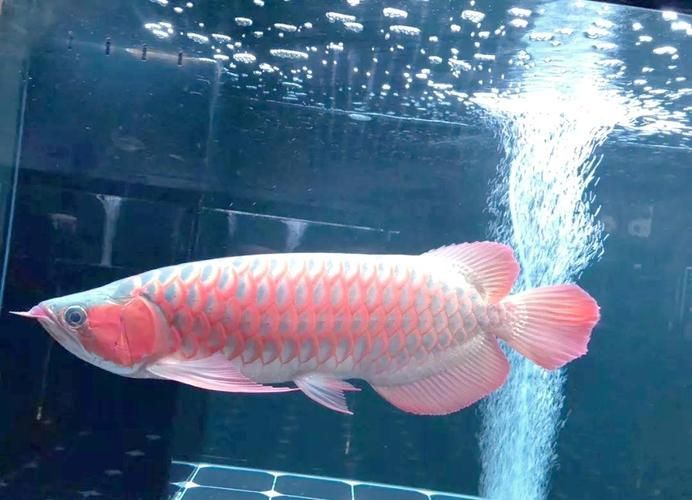 龍魚魚缸圖片大全，龍魚十大漁場排名中哪個漁場最值得關注