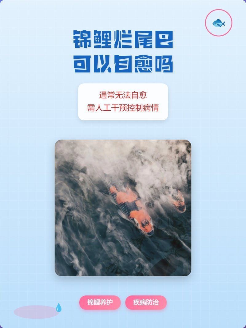 魚爛尾能自愈嗎，錦鯉爛尾巴可以自愈嗎