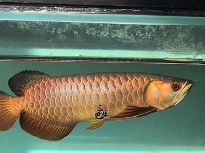 有哪些著名的古典金龍魚個體，古典金龍魚的個體