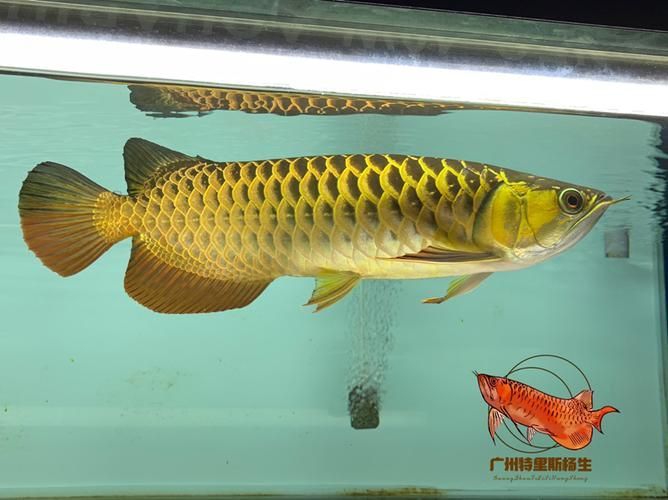 有哪些著名的古典金龍魚個體，古典金龍魚的個體