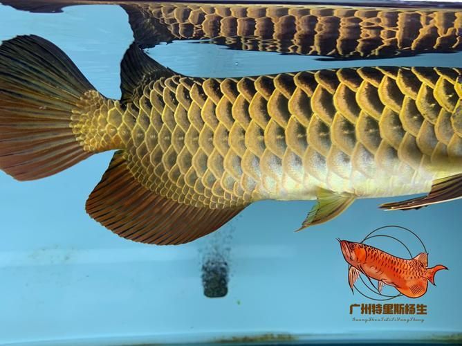 有哪些著名的古典金龍魚個體，古典金龍魚的個體