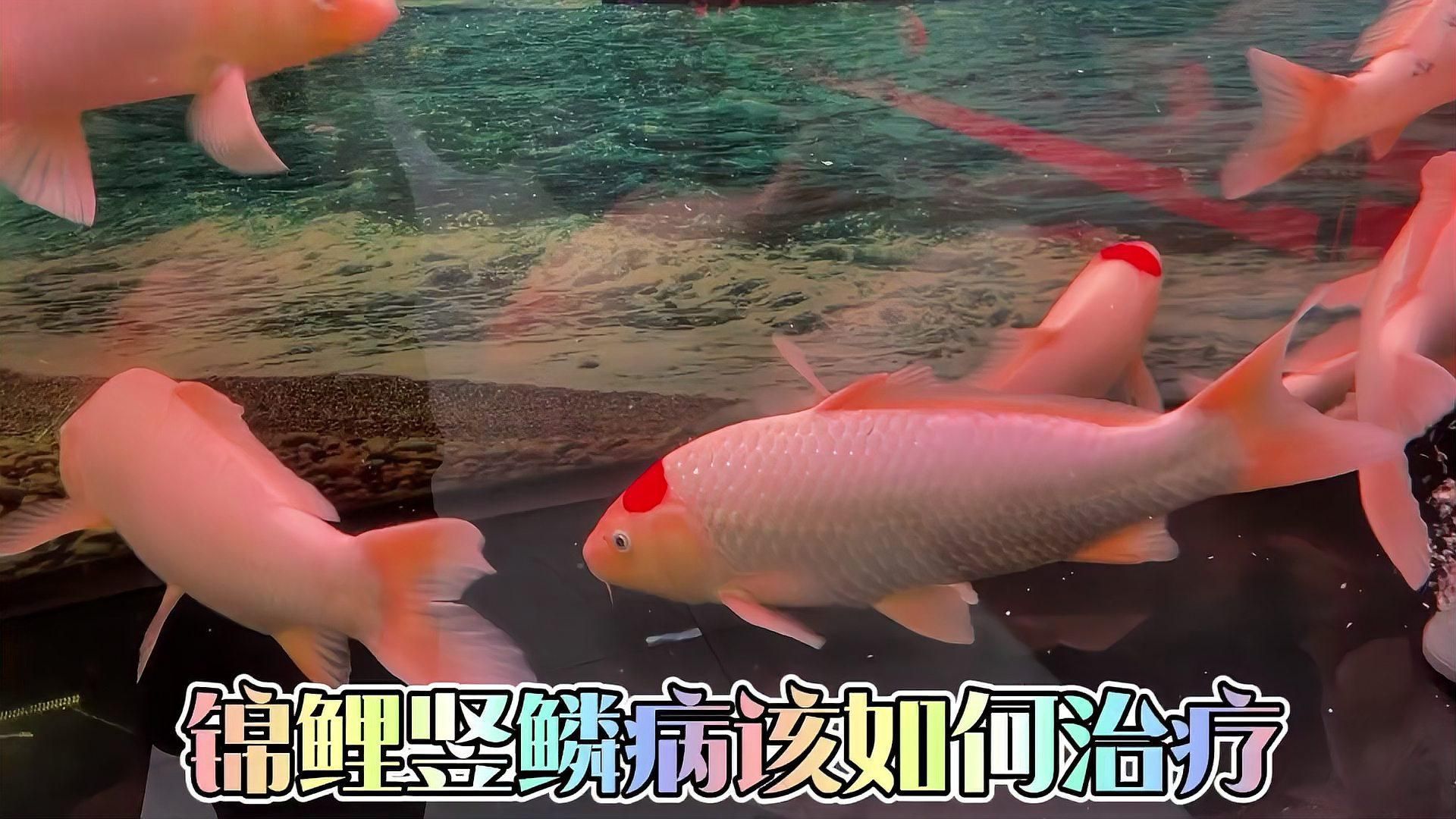 如何治療魚豎鱗病，如何治療魚豎鱗病，如何判斷龍魚是否炸鱗？