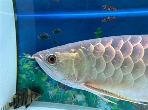 龍魚嘴撞個缺口后多久會恢復？，龍魚嘴部出現缺口后多久會恢復？