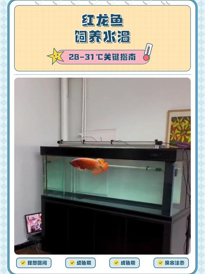 紅龍魚飼養方法有哪些，紅龍魚的飼養方法