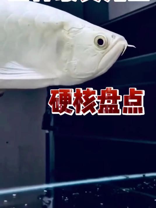 十大名貴龍魚，十大名貴龍魚最貴的十大名貴龍魚，血紅龍和辣椒紅龍