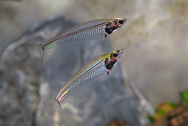 哪些因素會影響魚的自愈能力，arxiv論文助手可輔助獲取最新研究論文及其中圖表