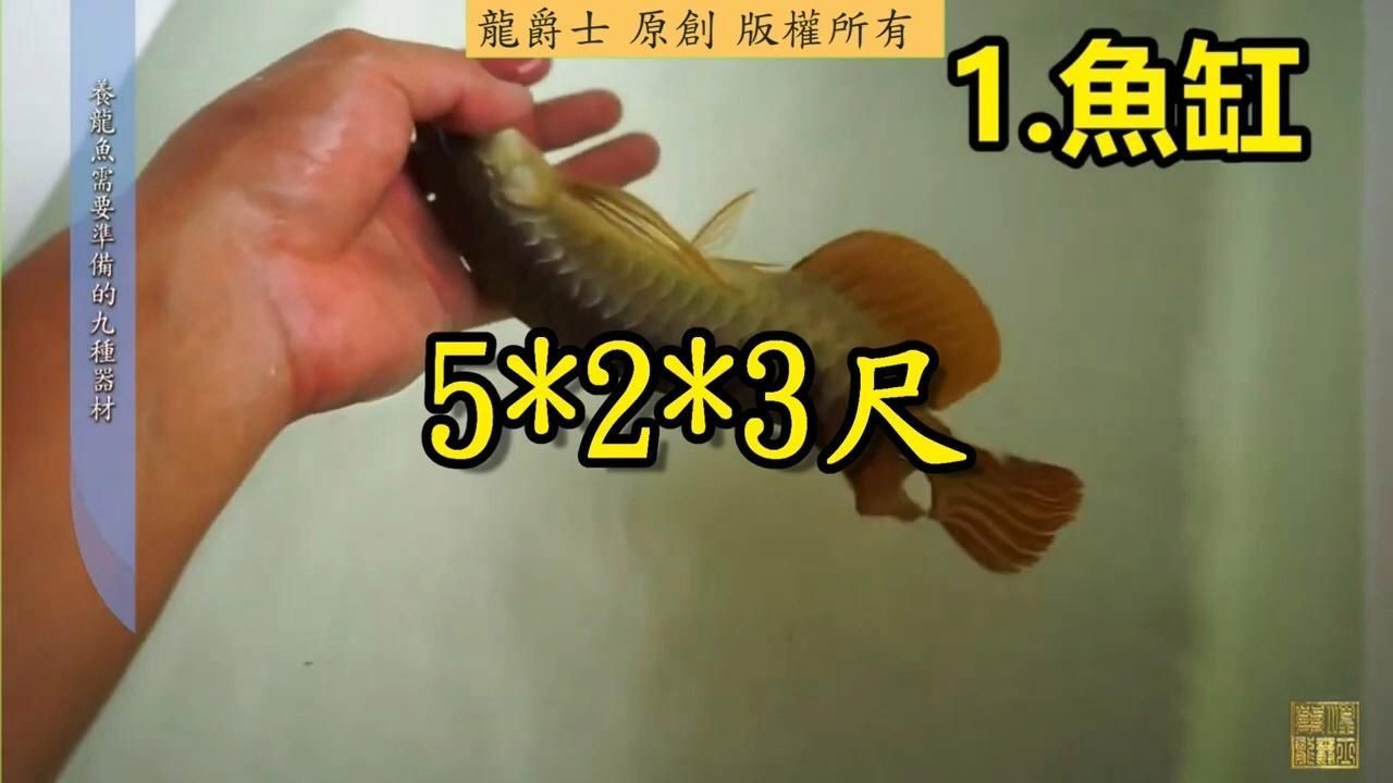 主角養龍魚有哪些系統輔助 主角養龍魚有哪些系統輔助 龍魚百科 第2張