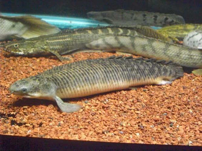 如何區(qū)分真假斑節(jié)恐龍魚？，如何區(qū)分斑節(jié)恐龍魚