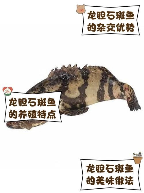 如何區(qū)分真假斑節(jié)恐龍魚？，如何區(qū)分斑節(jié)恐龍魚