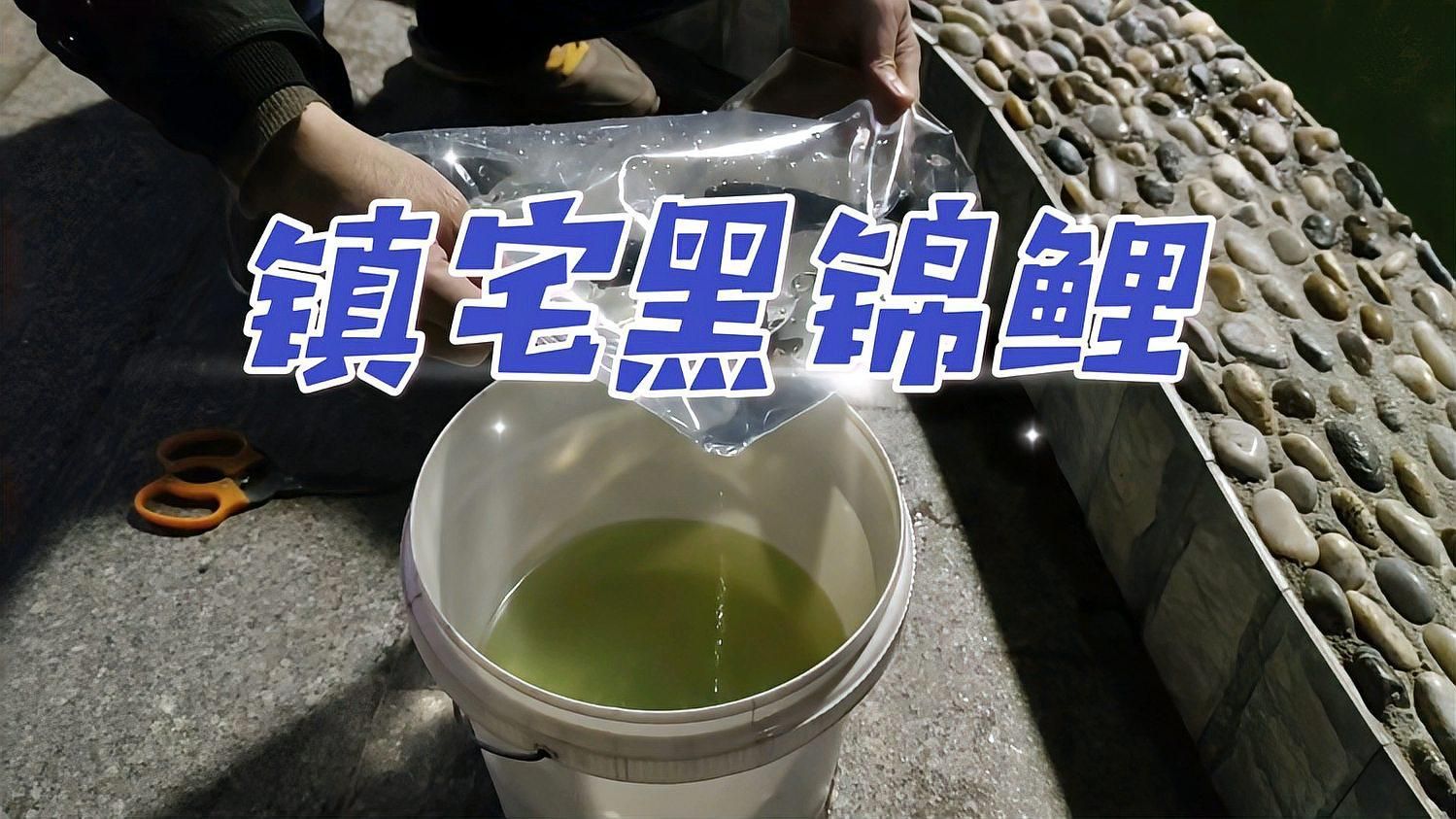 鎮宅最厲害三個魚，鎮宅最厲害三個魚，鎮宅最厲害的三種魚