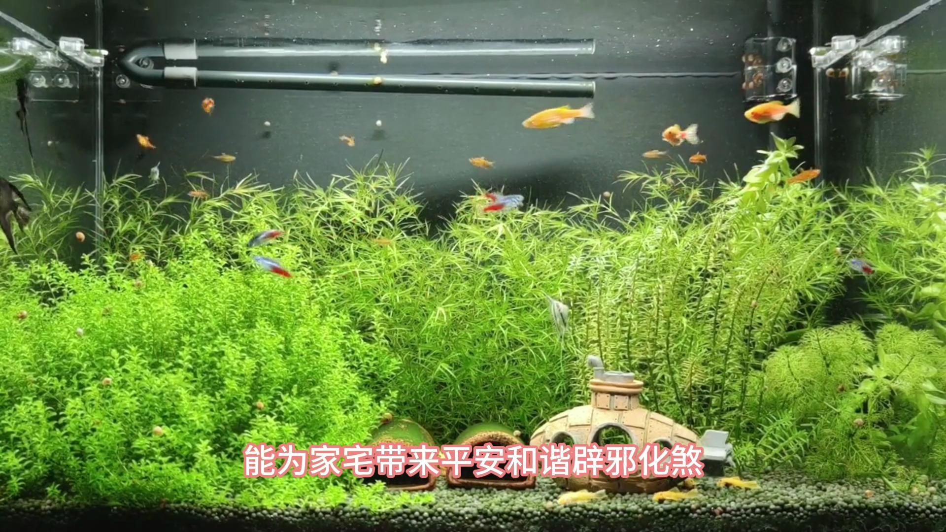鎮宅最厲害三個魚，鎮宅最厲害三個魚，鎮宅最厲害的三種魚