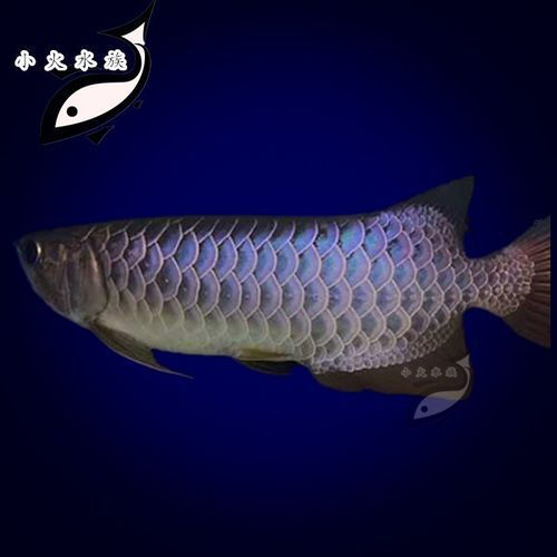 武吉美拉藍底金龍魚有哪些顏色表現，武吉美拉藍底金龍魚有哪些顏色表現武吉美拉藍底金龍魚的顏色表現