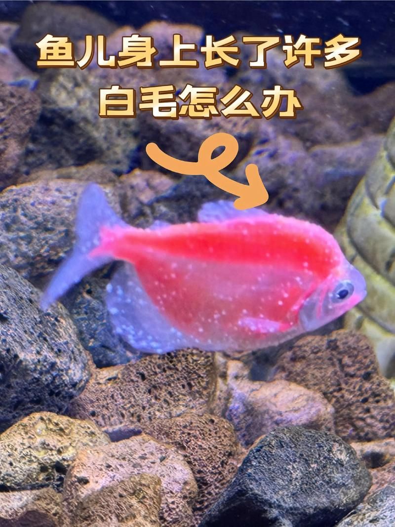 如何判斷紅龍魚是否得了這些病?,如何判斷紅龍魚是否得了“這些病” 龍魚百科 第6張 如何判斷紅龍魚是否得了這些病?,如何判斷紅龍魚是否得了“這些病” 如何判斷紅龍魚是否得了這些病?,如何判斷紅龍魚是否得了“這些病” 龍魚百科 第6張