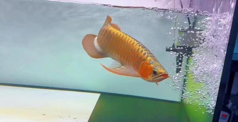 龍魚入缸半個月了不開口，龍魚入缸半個月不開口會餓死嗎六步搞定新環境適應舞韻媛媛導師