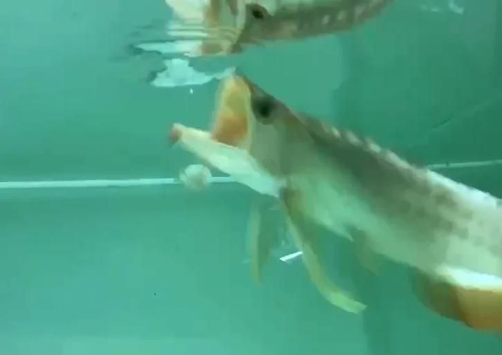龍魚入缸半個月了不開口，龍魚入缸半個月不開口會餓死嗎六步搞定新環(huán)境適應(yīng)舞韻媛媛導(dǎo)師
