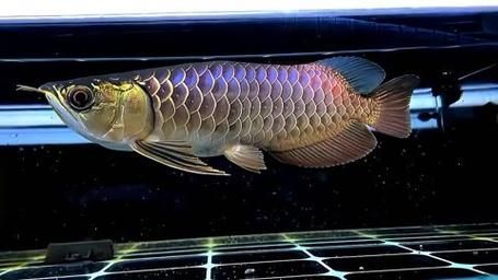 古典過背金龍魚圖片，古典過背金龍魚圖片如何鑒別古典過背金龍魚的真偽