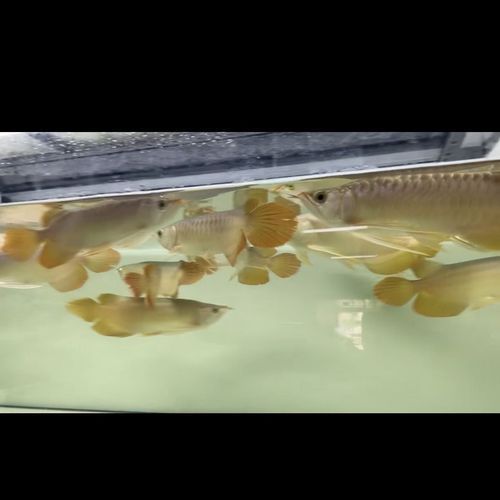 古典過背金龍魚圖片，古典過背金龍魚圖片如何鑒別古典過背金龍魚的真偽