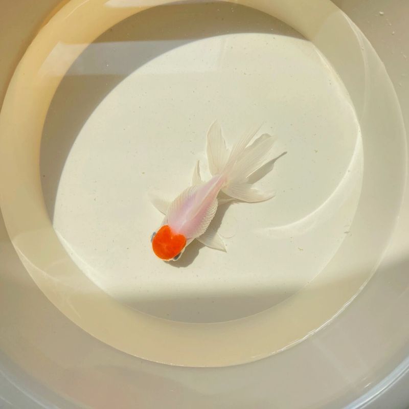 金魚炸鱗了怎么治療，金魚炸鱗了怎么治療金魚炸鱗的方法包括以下幾個方法