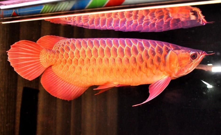 紅龍魚的營養(yǎng)價(jià)值有哪些，紅龍魚的營養(yǎng)價(jià)值有哪些,