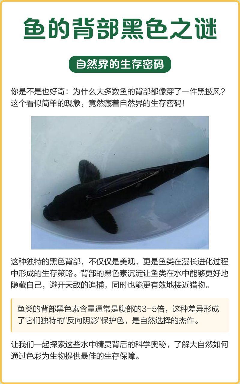 有哪些方法可以促進過背金龍魚上色，萌萌兔lola,金龍魚發色時間與影響因素揭秘