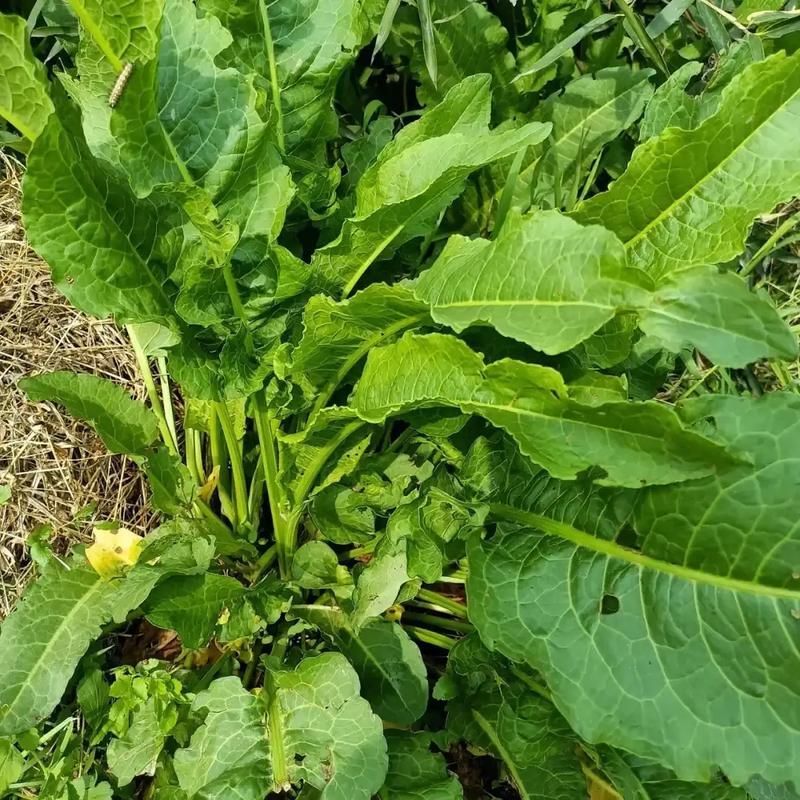 有哪些中草藥可以預防龍魚腹水，中草藥可以預防龍魚腹水調用工具arxiv論文助手
