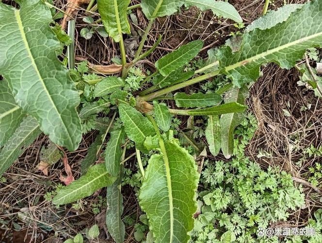 有哪些中草藥可以預防龍魚腹水，中草藥可以預防龍魚腹水調用工具arxiv論文助手