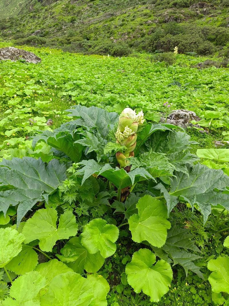 有哪些中草藥可以預防龍魚腹水，中草藥可以預防龍魚腹水調用工具arxiv論文助手