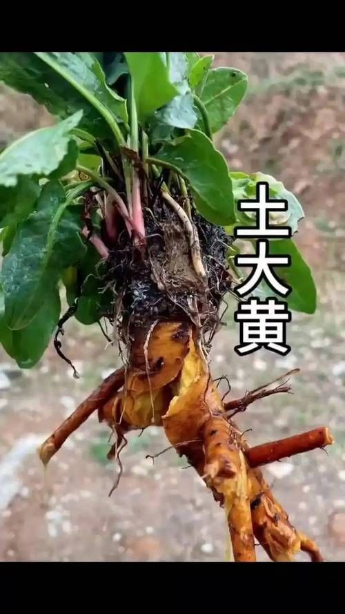 有哪些中草藥可以預防龍魚腹水，中草藥可以預防龍魚腹水調用工具arxiv論文助手