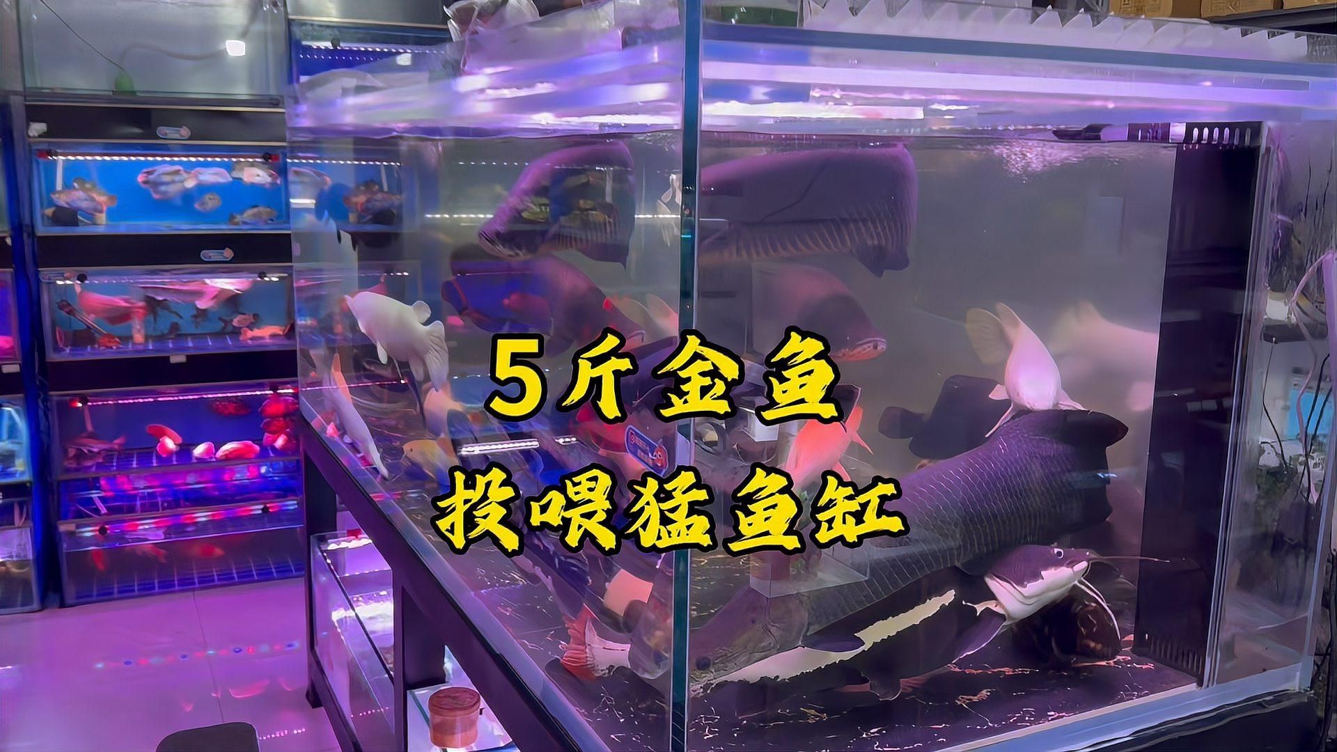 如何購買祥龍魚場的飼料魚？，如何購買祥龍魚場